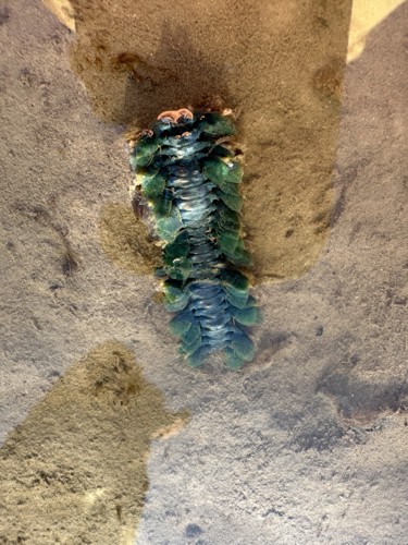 Alness point bristleworm green and blue.jpg