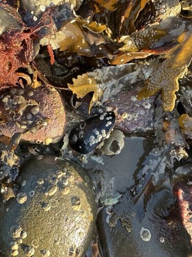 Blue mussell surrounded by rocks.jpg