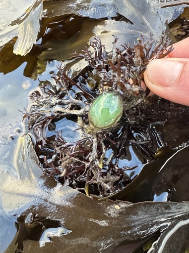Green egg sack.jpg