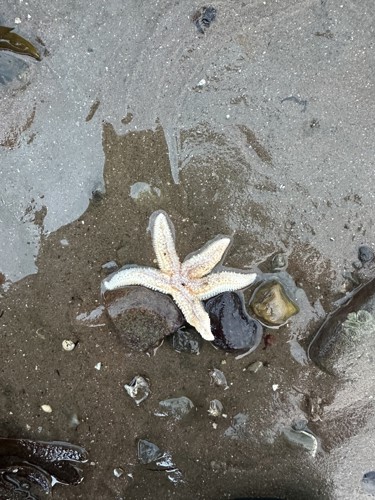 Starfish exposed.jpg